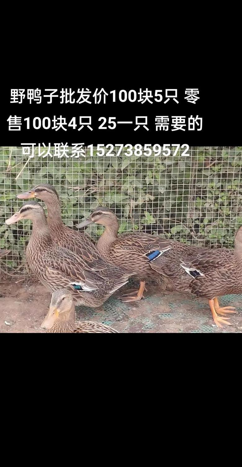 冬季野鸭栖息与繁殖习性揭秘