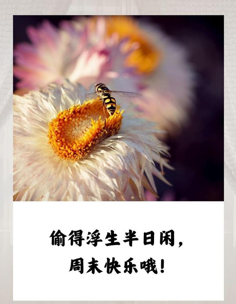 周末快乐问候精选句子