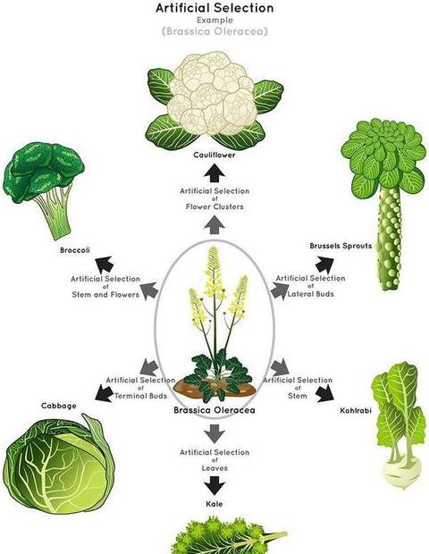 西兰花栽培管理技巧全解析