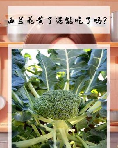 西兰花变黄了，还能安全食用吗？