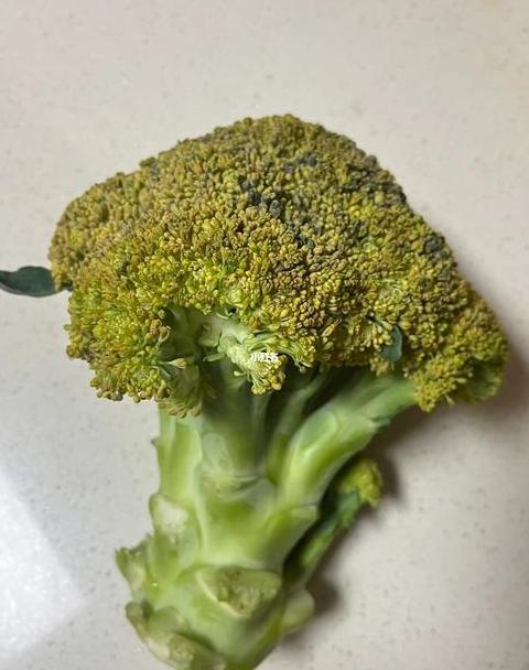 西兰花冰箱保存技巧及食用指南