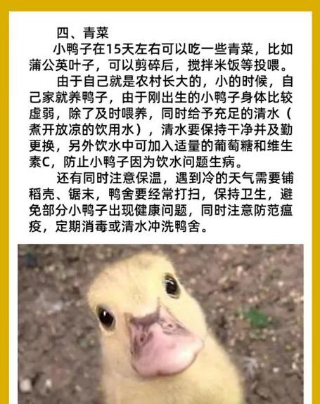 小鸭子喂养攻略：怎么喂食、护理及健康成长