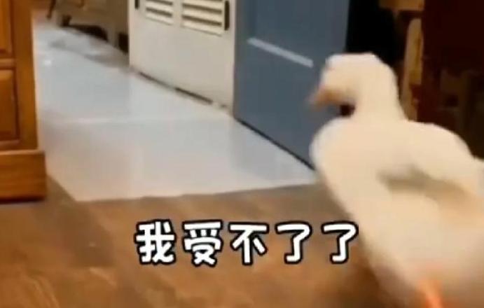 鸭步蹒跚：成语解析及鸭子的趣味描述