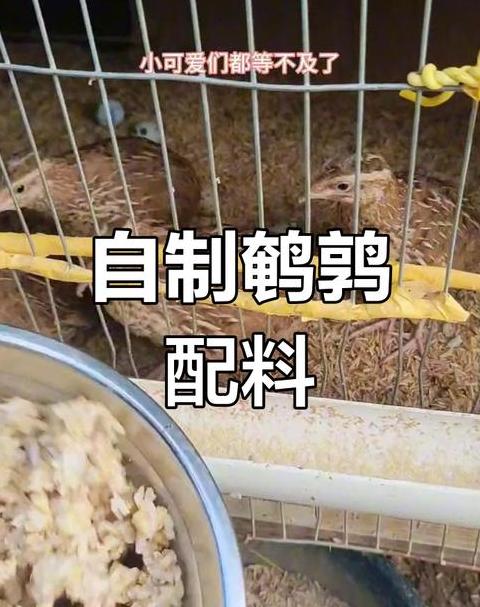 鹌鹑饲养与营养解析：白喉病防治及蛋品价值探讨