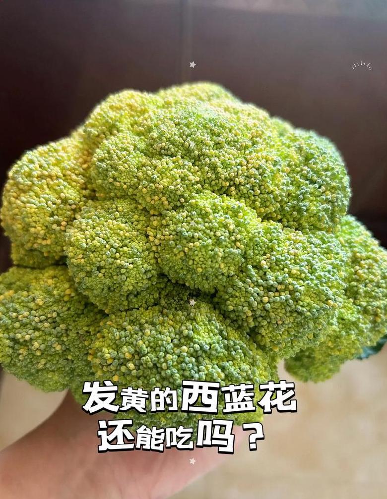 西兰花发黄，营养仍在，这样吃更健康