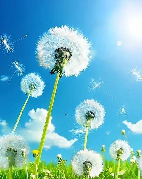 骄阳似火：炎热天气的成语解析