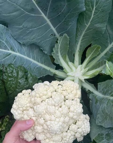 西兰花开花后还能吃吗？