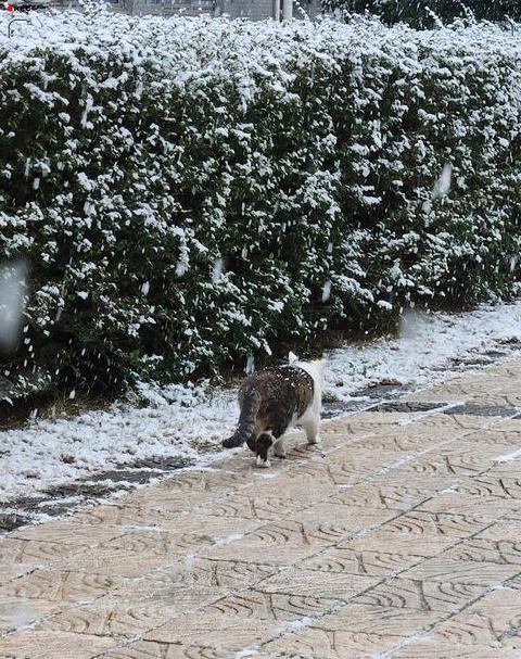 什么情况才会下雪