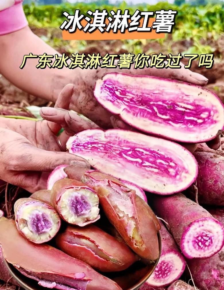 红薯种类大揭秘：12款常见红薯测评对比