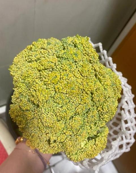 西兰花变黄还能吃吗？营养解析及储存技巧